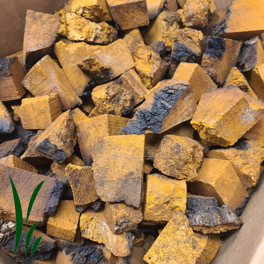 Wild Chaga Mushrooms, Dried / lb