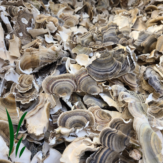Turkey Tail Mushrooms, Dried / lb