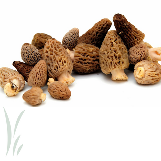 Wild Blonde Morel Mushrooms / lb