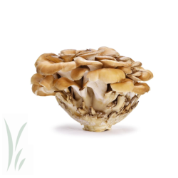 Maitake Mushrooms / lb