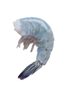 Mikuni Wild Harvest Blue Shrimp U 15 Frozen 2lb